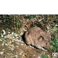 گونه ول برفی European Snow Vole